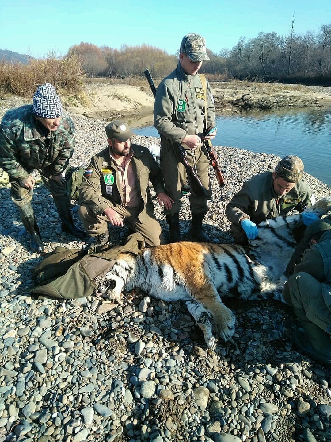 Меланхоличный тигр вызвал переполох на границе Приморского и Хабаровского краев