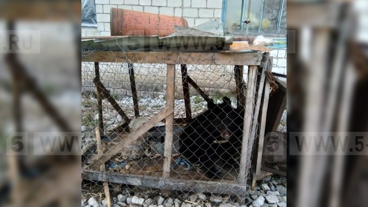 Видео: В Приморье зоозащитники вызволили несчастного медвежонка из тесной клетки