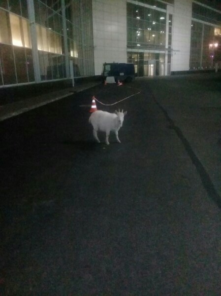 Разгуливающая по «Пулково-2» одинокая коза рассмешила петербуржцев — фото
