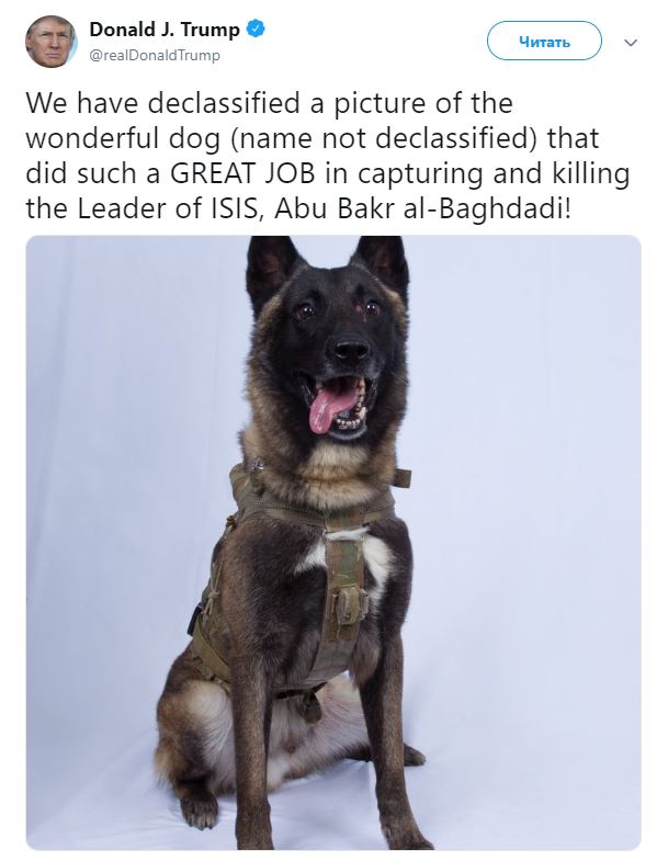 Хороший мальчик: Трамп показал миру пса, участвовавшего в ликвидации аль-Багдади